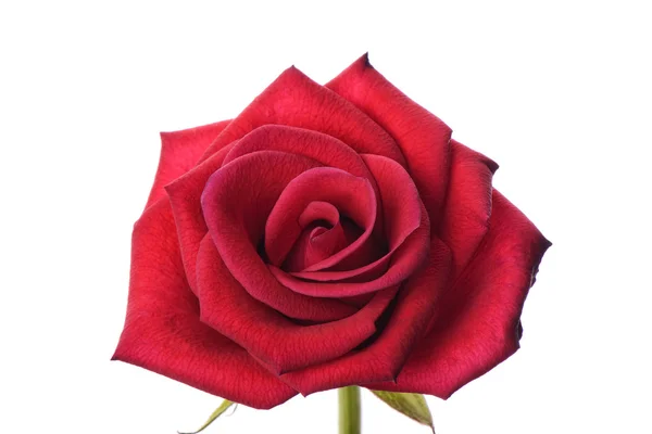 Primer plano de la rosa roja — Foto de Stock