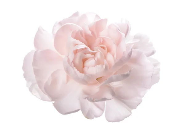 Zbliżenie różowy Goździk — Zdjęcie stockowe