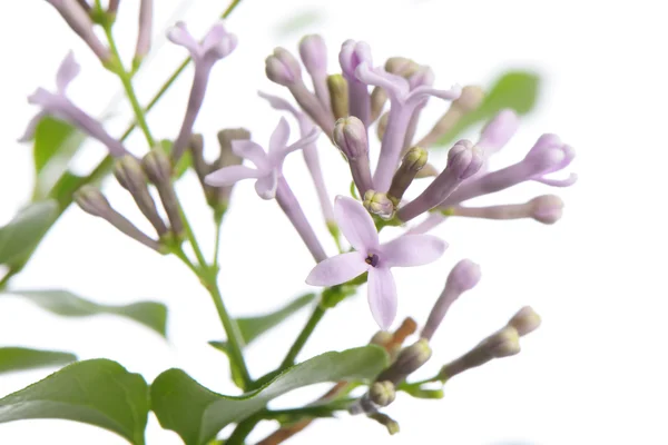 Purpurowe kwiaty bzu kim panna na oddział — Zdjęcie stockowe