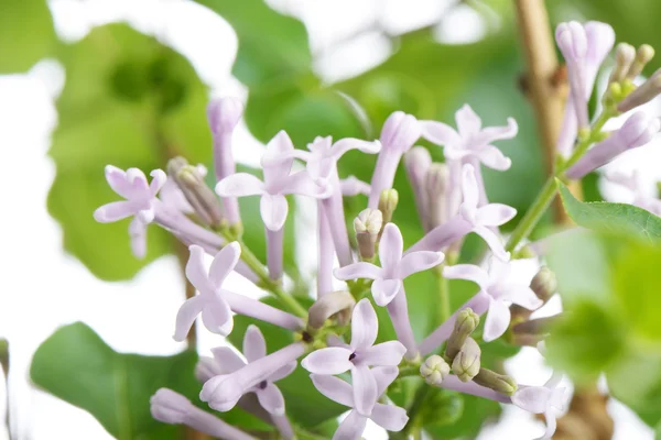 Purple miss kim lilac flowers on a branch — Stock Photo, Image