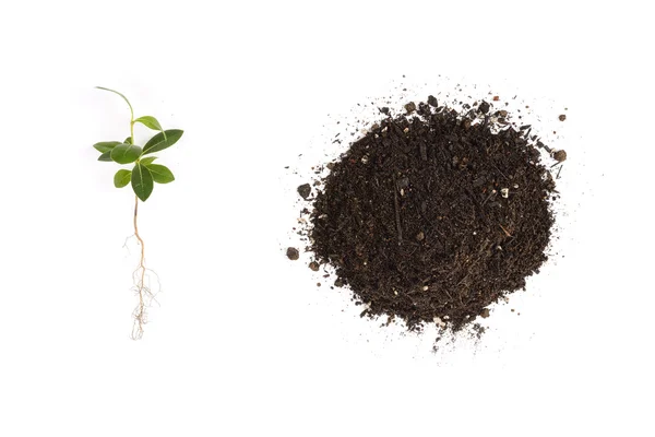 Genç Pittosporum tobira ve toprak repotting için