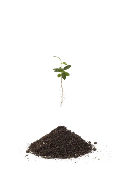 Junges Pittosporum tobira und Erde zum Umtopfen — Stockfoto
