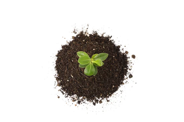 Young Pittosporum tobira and soil for repotting — Stock Photo, Image