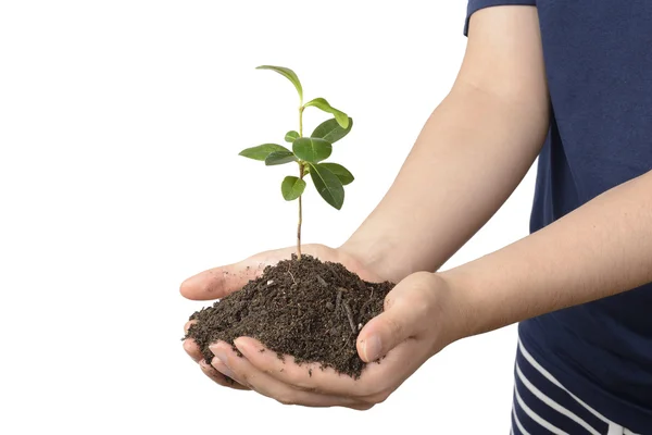 Jungpflanze mit Erde auf Händen — Stockfoto