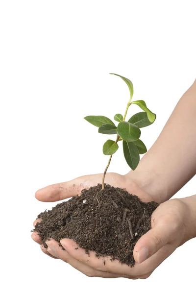 Schwache Pflanze mit Erde auf Händen — Stockfoto