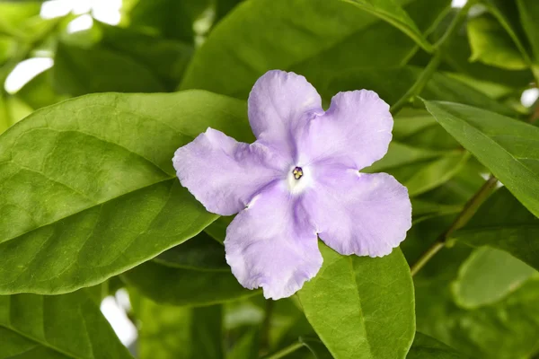 Violeta brunfelsia flor de jazmín —  Fotos de Stock