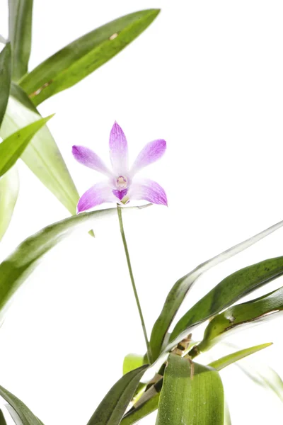 Purple dendrobium flower — Stock Photo, Image