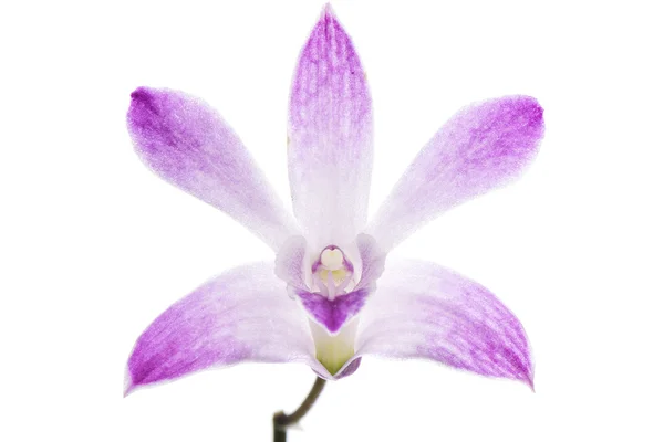 Purple dendrobium flower — Stock Photo, Image