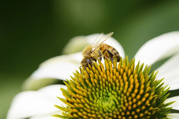 Пчела на голове цветка эхинацеи — стоковое фото
