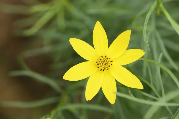 Gelbe kleine Blume — Stockfoto