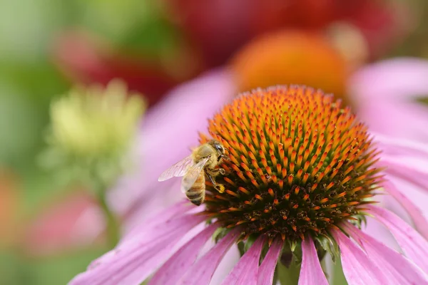 Пчела на голове цветка эхинацеи — стоковое фото
