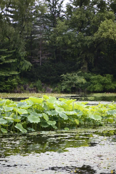 Hojas de loto flotando en un estanque —  Fotos de Stock