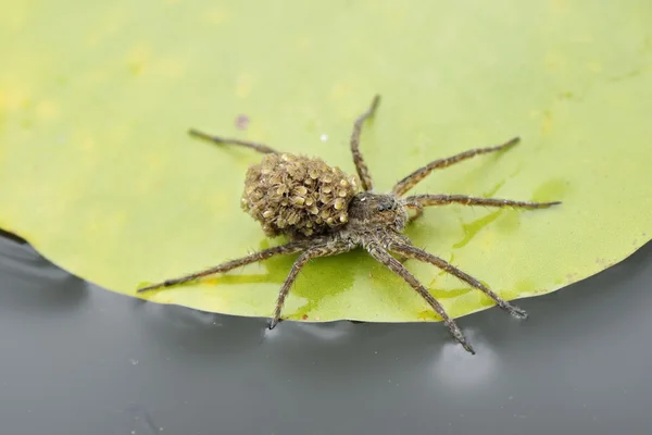 Mother spider with babies — Stock Photo, Image