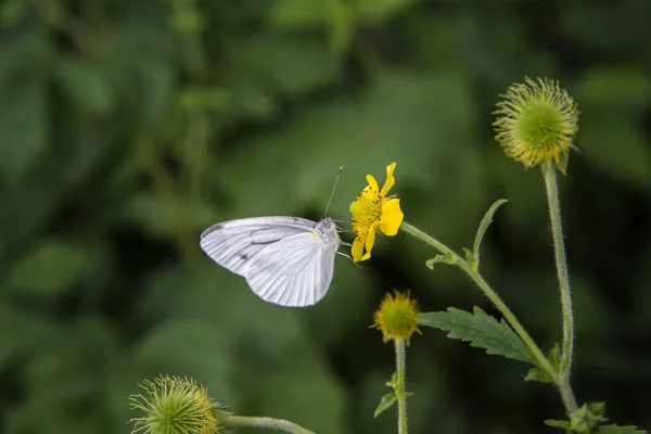 Белая бабочка на желтом цветке — стоковое фото