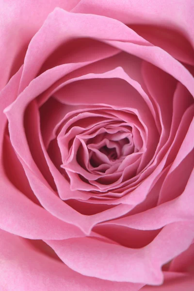 Gros plan de rose rose en pleine fleur — Photo