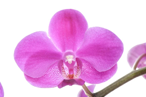 Closeup of pink Phalaenopsis flowers — Stock Photo, Image