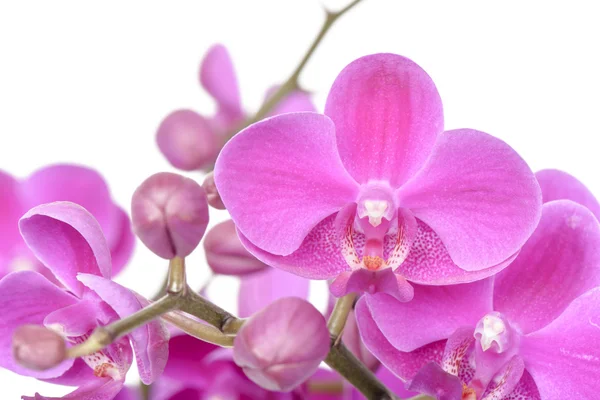 Closeup of pink Phalaenopsis flowers — Stock Photo, Image