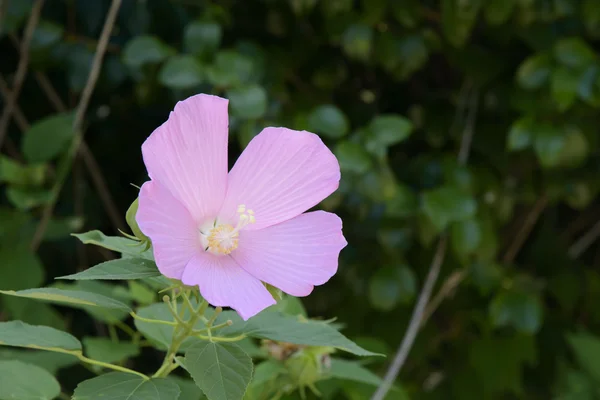 Pink rose of sharon — Stock Fotó
