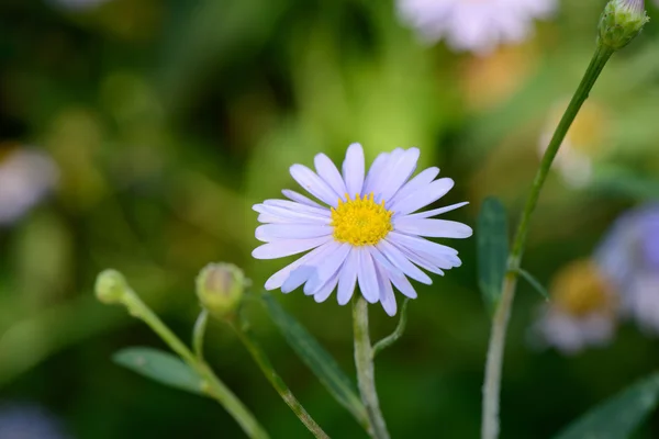 Closeup of  korean starwort flower — Stock Photo, Image