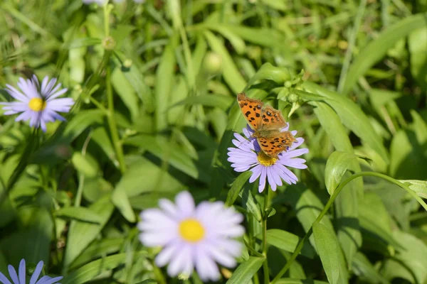 Butterfly on a flower — Stock Photo, Image