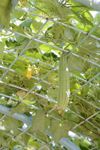 丝瓜丝瓜植物 — 图库照片