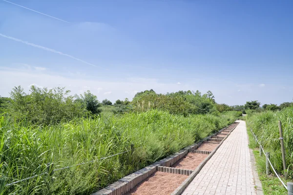 Pathway in a silver grass field — Stock Image Pathway in a silver grass field Stock Image
