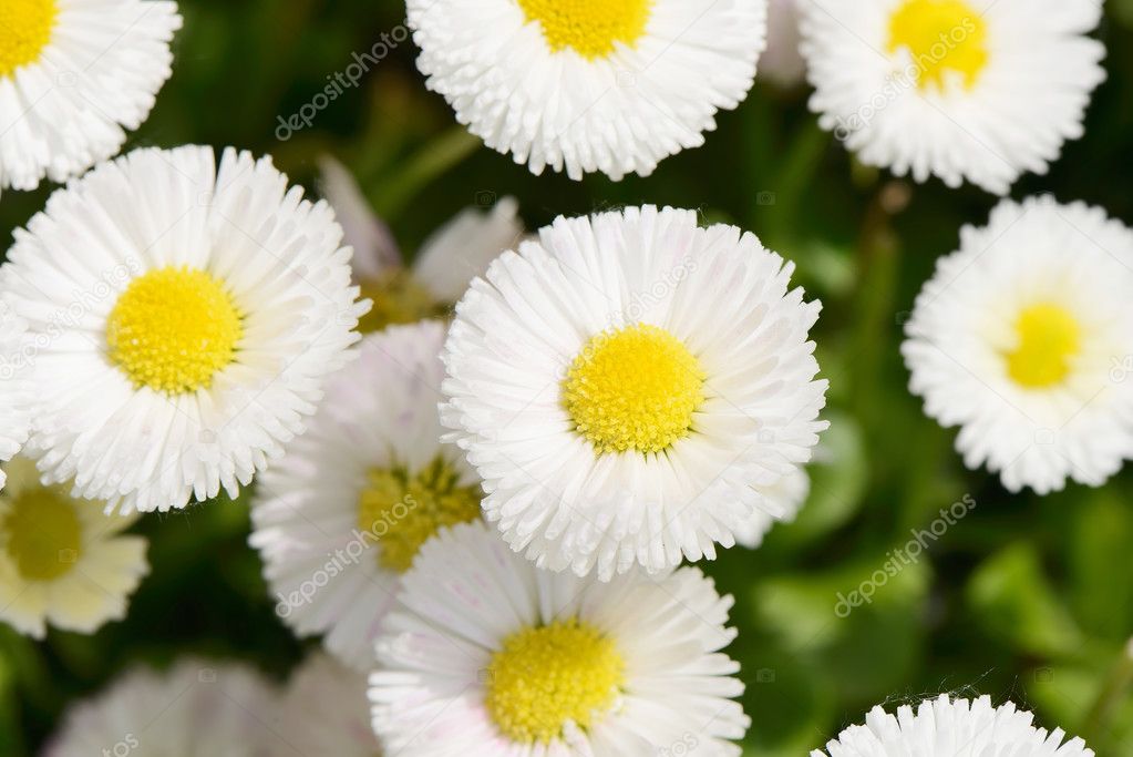 Closeup of white flowers