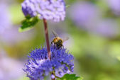 Kékszakáll hamuka flowrs egy méh
