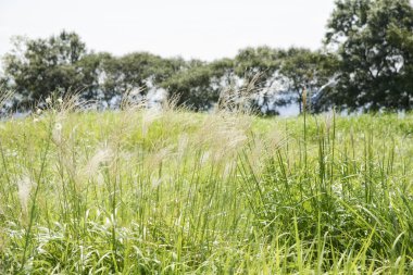 bir alandaki gümüş çimen