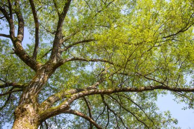 dalları güneş ışığı ile