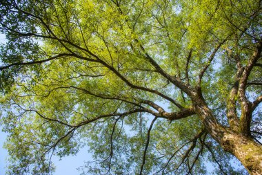 dalları güneş ışığı ile