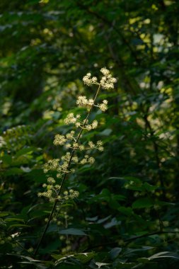 çiçek sapı fatsia ağacının