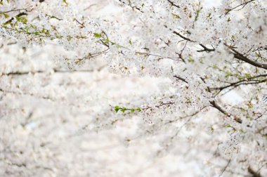 tam bloom kiraz çiçekleri taze Kore