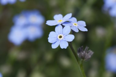 closeup mavi myosotis çiçek