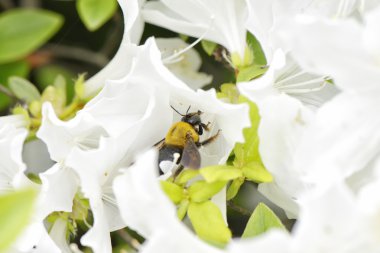bir beyaz açelya çiçek bir arıya closeup