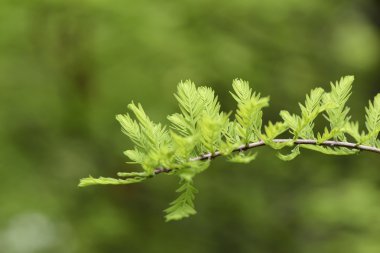 taxodium distichum lahanası closeup