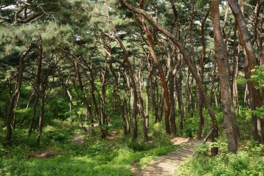 patika ve çam ormanı