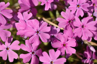 pembe Phlox subulata çiçekler