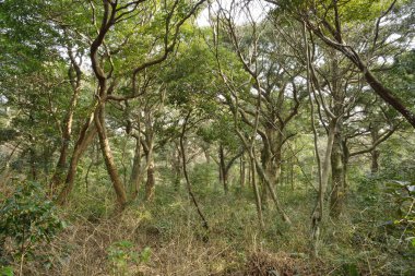 Jeju Adası, küçük hindistan cevizi Forest park denilen Bijarim Korece