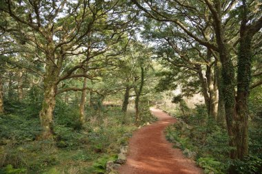 Jeju Adası, küçük hindistan cevizi Forest park denilen Bijarim Korece