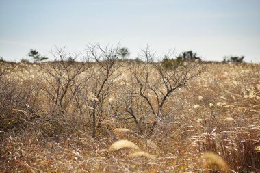 Jeju adasında sazlık alanda solmuş şubeler