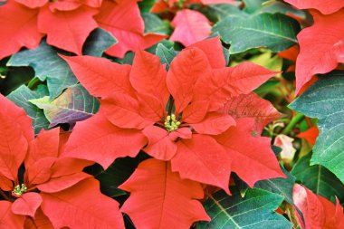closeup of Red colored poinsettia leaves clipart