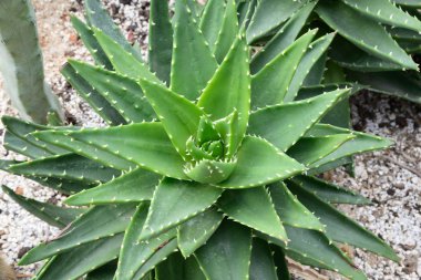 Yeşil renkli Aloe mitriformis yakın çekim