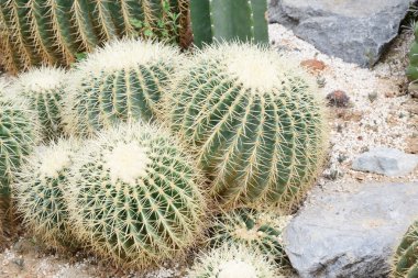 echinocactus grusonii, bir tür kaktüs closeup