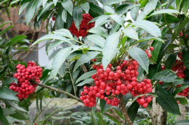 ardisia crenata, kırmızı dut closeup