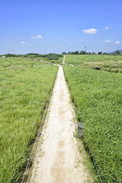 Camino recto en un campo de hierba de plata — Foto de Stock