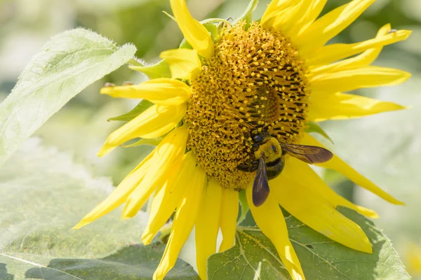 Крупный план пчелы на подсолнухе — стоковое фото