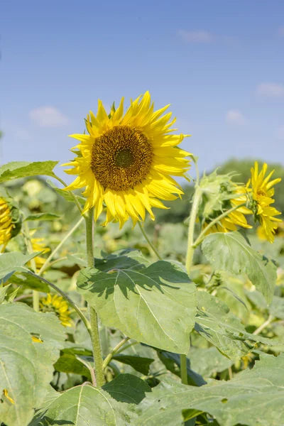 Close-up van zonnebloem — Stockfoto