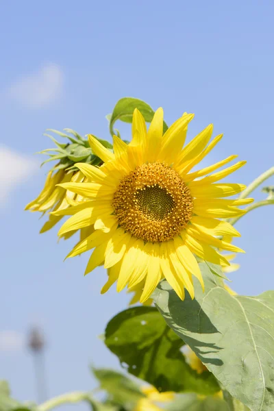 Close-up van zonnebloem — Stockfoto