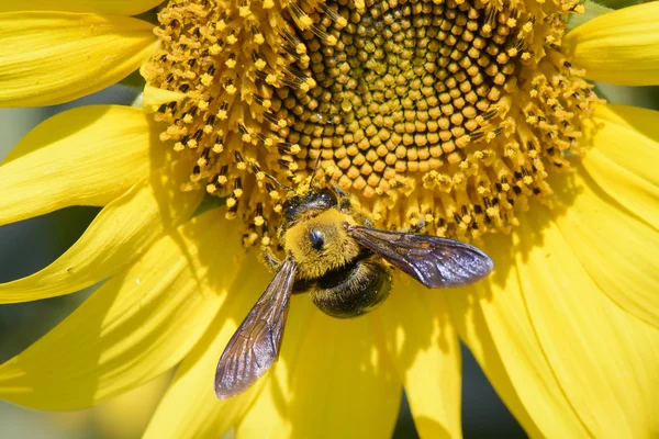 Крупный план пчелы на подсолнухе — стоковое фото
